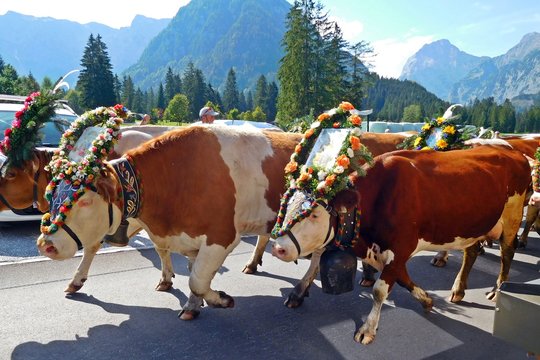 Almabtrieb Pertisau, Karwendel, Tirol