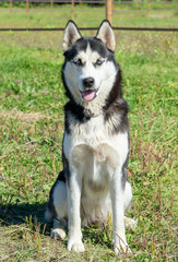 Naklejka na ściany i meble Siberian husky dog with blue eyes sitting in the grass