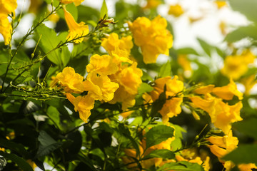 yellow flowers in garden