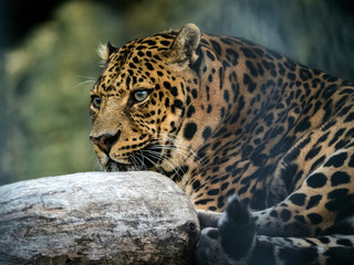 Watchful Leopard