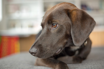 A handsome, black lab puppy