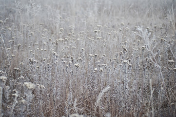 Трава в тумане 3