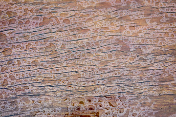 wood texture with drop of raining water for background