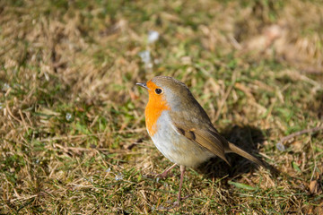 Close up of Robin on Grass