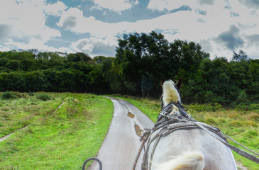 Irish draft horse pulling along a jaunting cart with tourists  enjoying a ride along the path...