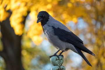 The hooded crow (Corvus cornix) sits on the fence against the background of autumn yellow leaves