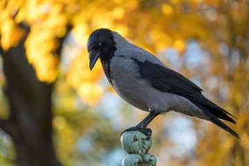 The hooded crow (Corvus cornix) sits on the fence against the background of autumn yellow leaves