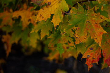 Maple leaves on a dark background