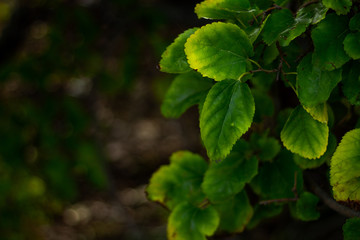 Green leaves on a dark background