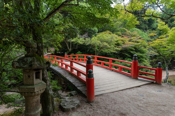 Forest at the Mount Misen