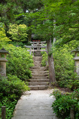 Forest at the Mount Misen