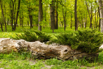 Fallen tree in forest on the green background