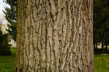 Old tree in forest with brown bark, close-up