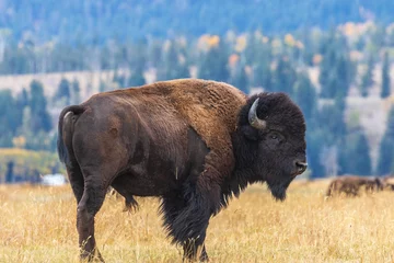 No drill roller blinds Bison American Bison bull in Autumn
