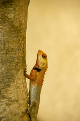 A garden lizard climbing tree inside pench tiger reserve