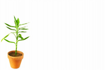 Lucky bamboo,Ribbon dracaena,Dracaena braunii, Belgian evergreen, Ribbon plant in pot on white background with copy space