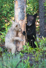 wildlife, wild, wilderness, canada, canadian wildlife, fur, outdoors, nature, biodiversity, conservation, protected areas, wild animal, black, black bear, bear