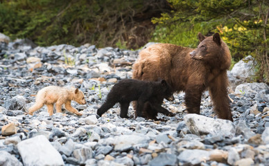 wildlife, wild, wilderness, canada, canadian wildlife, fur, outdoors, nature, biodiversity,...
