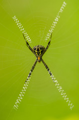 A signature spider in its elements in a park