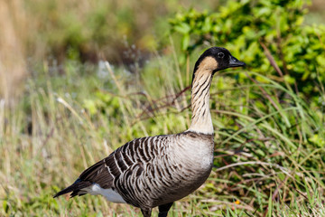 Nene, also called Hawaiian goose (Branta sandvicensis), on the Big Island of Hawai; standing with green plants in the background. 