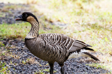 Nene, also called Hawaiian goose (Branta sandvicensis), on the Big Island of Hawaii with mouth open.