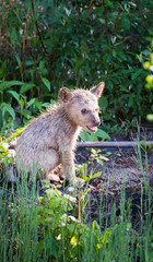 wildlife, wild, wilderness, canada, canadian wildlife, fur, outdoors, nature, biodiversity, conservation, protected areas, wild animal, black, black bear, bear