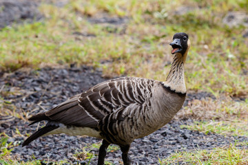 Nene, also called Hawaiian goose (Branta sandvicensis), on the Big Island of Hawaii with head turned and mouth open.
