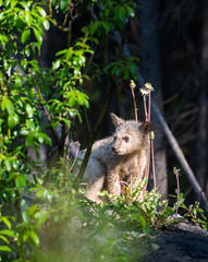 wildlife, wild, wilderness, canada, canadian wildlife, fur, outdoors, nature, biodiversity, conservation, protected areas, wild animal, black, black bear, bear