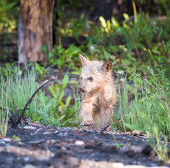 wildlife, wild, wilderness, canada, canadian wildlife, fur, outdoors, nature, biodiversity, conservation, protected areas, wild animal, black, black bear, bear