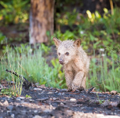 wildlife, wild, wilderness, canada, canadian wildlife, fur, outdoors, nature, biodiversity, conservation, protected areas, wild animal, black, black bear, bear