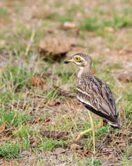 A eurasian stone curlew resting inside pench tiger reserve