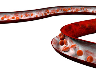 Globuli rossi e flusso di sangue attraverso una vena, piccole cellule sferiche che contengono l’emoglobina, proteina che da’ il colore rosso al sangue. Sezione di una vena
