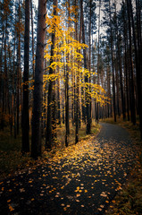 осень в тенистом лесу с дорогой, Россия, Урал