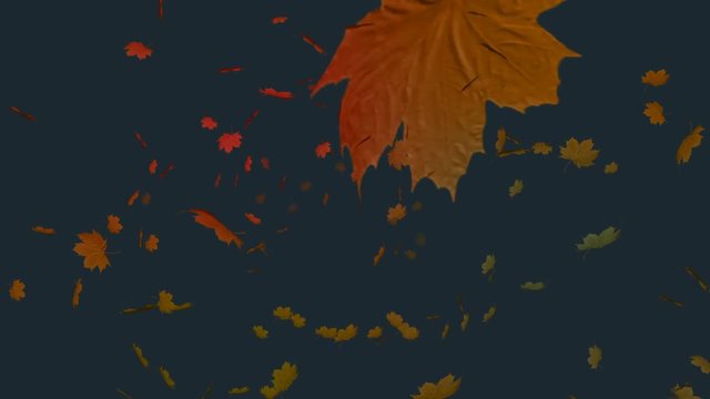 Falling autumn leaf against gray background 4k