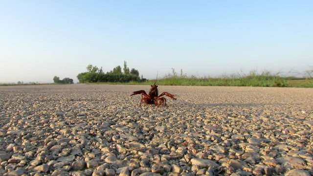 Cangrejo de r&iacute;o caminando hacia atr&aacute;s en una carretera