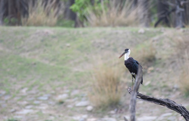 A wolly necked stork sitting close to a waterhole inside pench tiger reserve