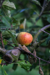 apples on branch
