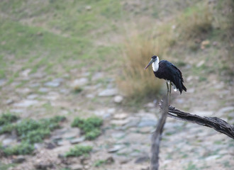 A wolly necked stork sitting close to waterhole