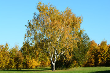 Fototapeta premium tree in autumn