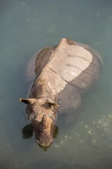 Papier Peint photo Rhinocéros Rhinocéros sauvage se baignant dans la rivière dans le parc national de Jaldapara, état d& 39 Assam, au nord-est de l& 39 Inde