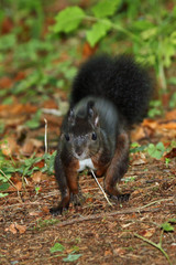 Eichhörnchen