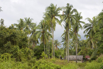 Fototapeta na wymiar Local village homes in the tropical palm forest, Malaysia.