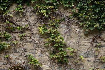 Fototapeta premium English ivy (Hedera helix) vines growing on a weathered stone wall.