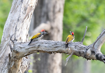 A Yellow flameback woodpecker inside pench tiger reserve