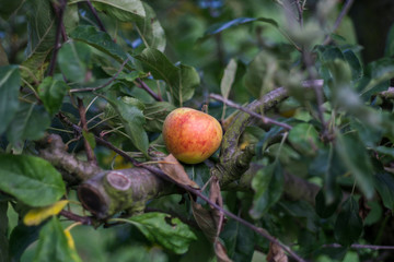 Red apple on a tree