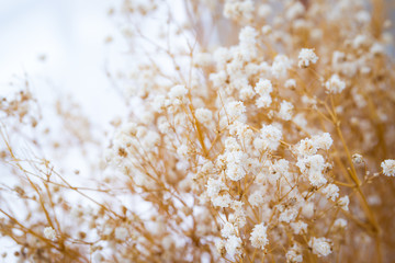 Bouquet of small dried flowers decorated beautifully in the hotel.