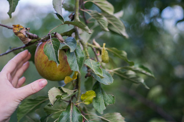 Hand picking apple from tree