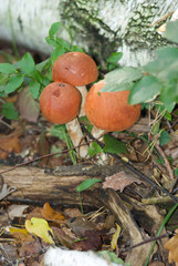 beautiful forest mushrooms from under Kiev