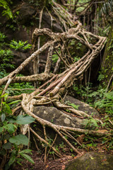 Living roots bridge near Nongriat village, Cherrapunjee, Meghalaya, India. This bridge is formed by training tree roots over years to knit together.
