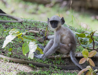 A langur monkey playing inside Pench tiger reserve